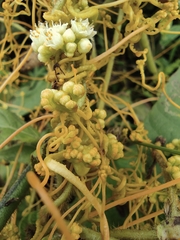 Cuscuta chinensis