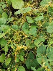 Cuscuta chinensis