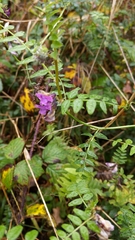 Vicia sepium