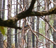 Garrulus lanceolatus