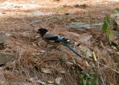 Garrulus lanceolatus