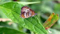Mestra hersilia