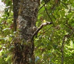 Dendrocopos himalayensis