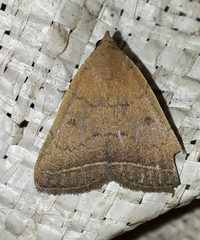 Simplicia cornicalis