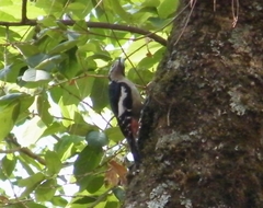 Dendrocopos himalayensis