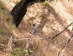 Garrulus lanceolatus