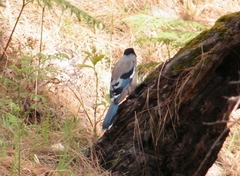 Garrulus lanceolatus