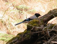 Garrulus lanceolatus