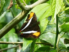 Adelpha calliphane