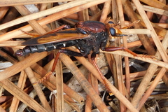 Asilus barbarus