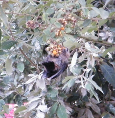 Dendrocoptes auriceps