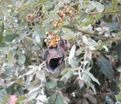 Dendrocoptes auriceps