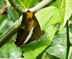 Adelpha calliphane