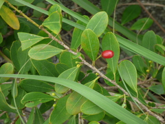 Erythroxylum monogynum