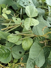 Vigna radiata