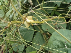 Vigna radiata