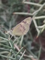 Colotis amata