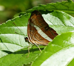 Adelpha falcipennis