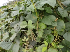 Vigna radiata