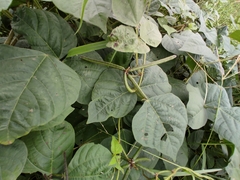 Vigna radiata