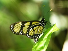 Methona themisto themisto