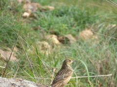 Anthus similis
