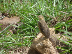 Anthus similis