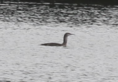 Gavia image