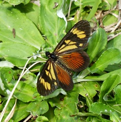 Actinote thalia pyrrha