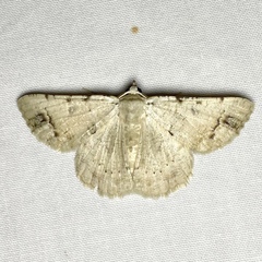 Aeolochroma quadrilinea