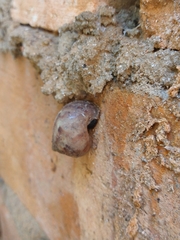 Gastropoda