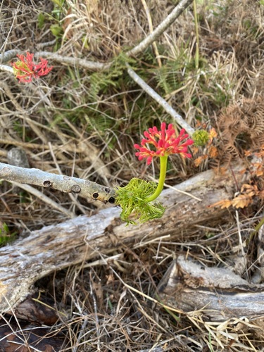 Jatropha multifida image