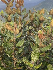 Beilschmiedia tarairi