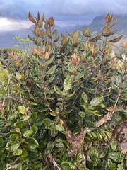 Beilschmiedia tarairi