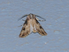 Agrotis catalaunensis