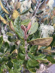 Beilschmiedia tarairi