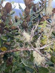 Beilschmiedia tarairi