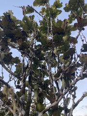 Diospyros leucomelas