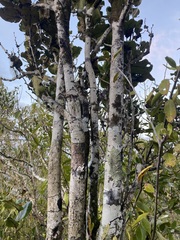 Diospyros leucomelas