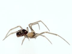 Steatoda grossa