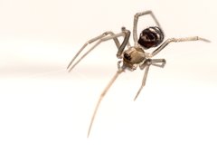 Steatoda grossa