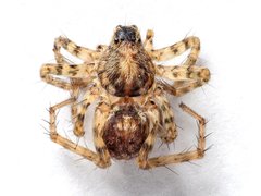 Pardosa