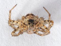 Pardosa