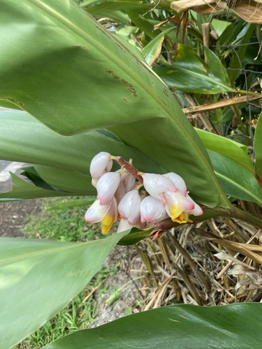 Alpinia zerumbet image