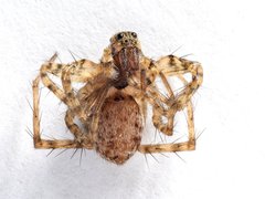 Pardosa