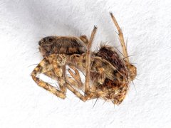 Pardosa