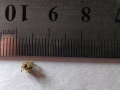 Pardosa