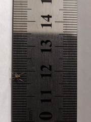 Steatoda grossa