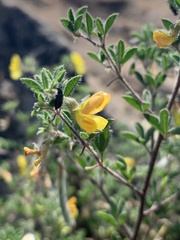 Dichilus pilosus