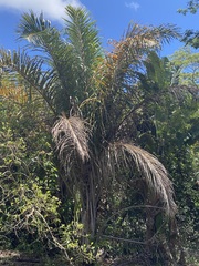 Raphia farinifera